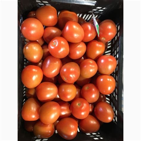 Купить ТОМАТ сливовидный оптом - Купить томат от производителя - Tomate ...