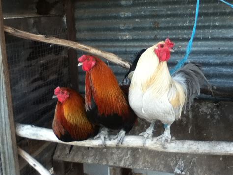 Araucana For Sale | Chickens | Breed Information | Omlet