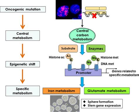 Epigenetic Regulations Of Cancer‐prone Metabolism As A Central