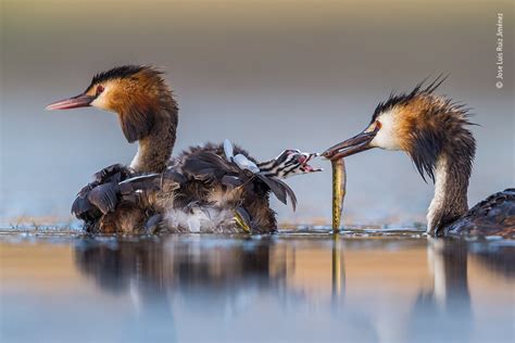 See The Best Wildlife Photography Of 2020