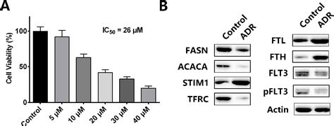 Figure 1 From Andrographolide Suppresses MV4 11 Cell Proliferation