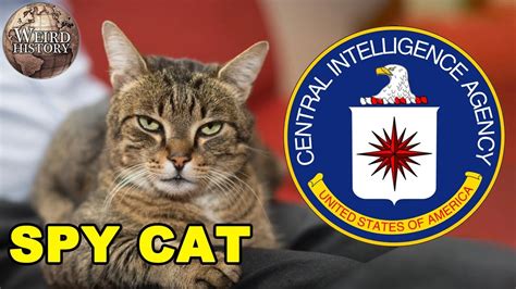 Cat Dog Cia