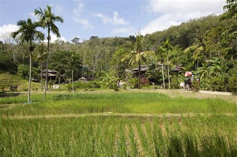 无人农田横图彩色室外白天旅游度假草地美景名胜古迹树林田园标志建筑地标建筑泰国遗迹图片乡村古迹文物