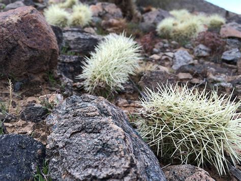 POTTER: Surviving nightmarish Cholla cactus | East Idaho News