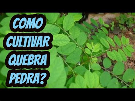 Como Cultivar Fazer Mudas Da Planta Medicinal Quebra Pedra A Partir De