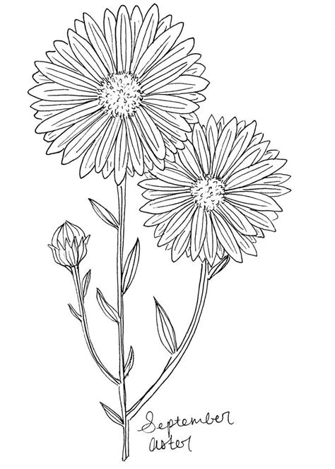 aster september birth flower tattoo - Lianne Weinstein