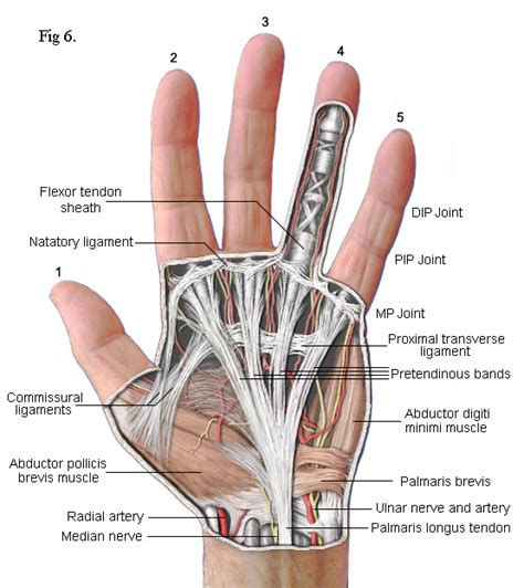 anatomy of left hand and wrist picture labeled - ModernHeal.com