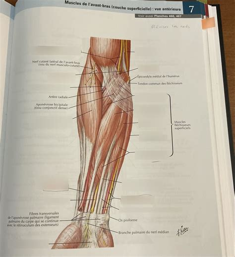 PHT132 Bras Et Avant Bras Muscles Partie4 Diagram Quizlet