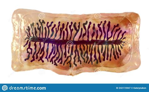 Proglottid Of Tapeworm Taenia Solium Royalty Free Illustration