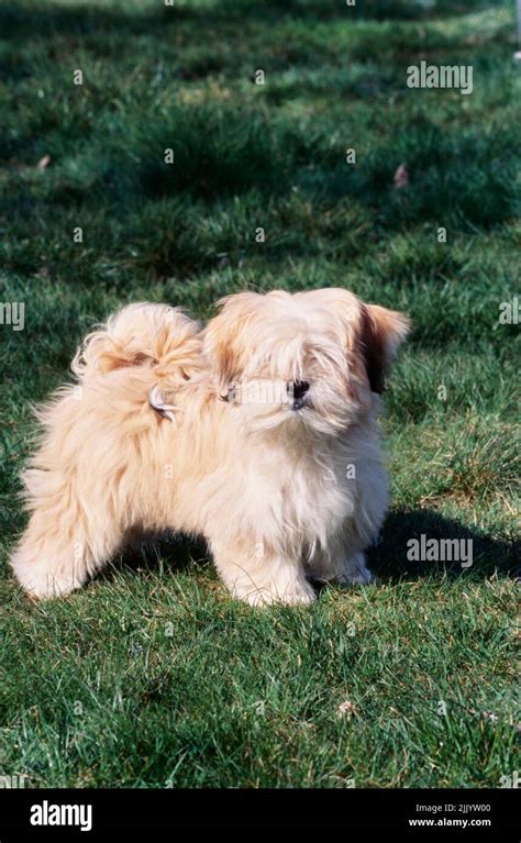 Lhasa Dog Hi Res Stock Photography And Images Alamy