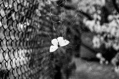 Dramatic Black and White Scene of Death of Butterfly Pieris Brassicae Trapped into Cobweb ...