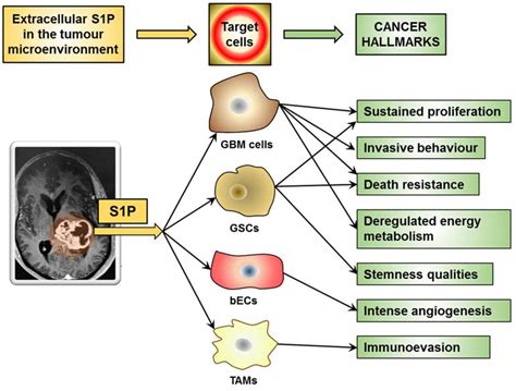 Cells Free Full Text Sphingosine Phosphate In The Tumor