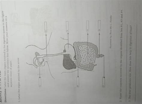 Label The Digestive System Answer Key