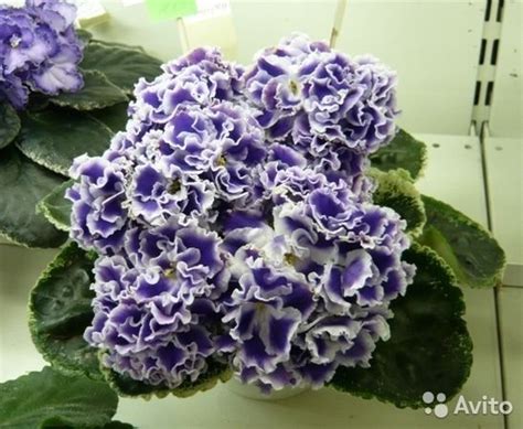 Летние сумерки, пример цветения из Сети, источник под фото Крупная ...