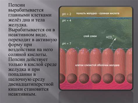 PPT - Пепсин pepsinum PowerPoint Presentation, free download - ID:6358760