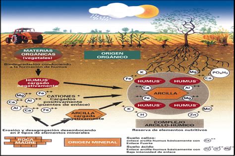 Fundamentos De La Ciencia Historia Del Suelo Y Su Importancia En El