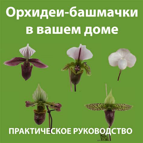 Электронная книга “Орхидеи – башмачки в вашем доме” – Каталог OrchidDream