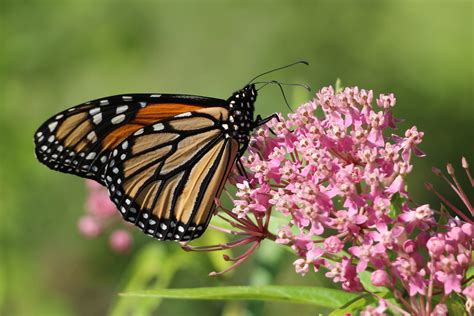 New Science On Same Sex Behavior In Wildlife The National Wildlife Federation Blog