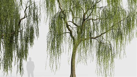 Salix Babylonica Weeping Willow 01 3D Model High Quality 3D Model