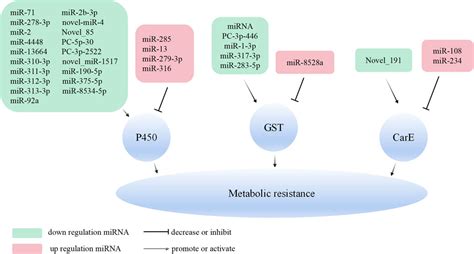 Frontiers Insights Into The Role Of Non Coding Rnas In The