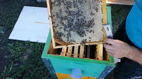 В ОКТЯБРЕ РАСПЛОД НЕ НУЖЕН поможем ! - YouTube