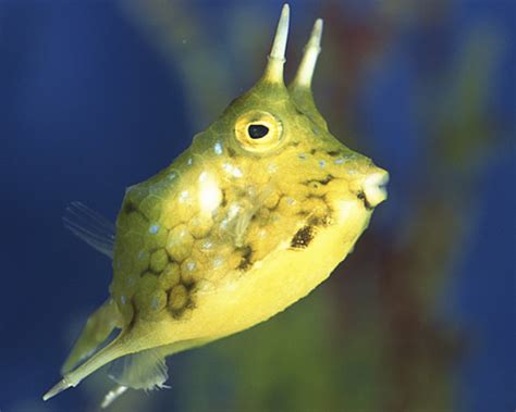 Longhorn Cowfish - Facts, Pictures & Habitat Information