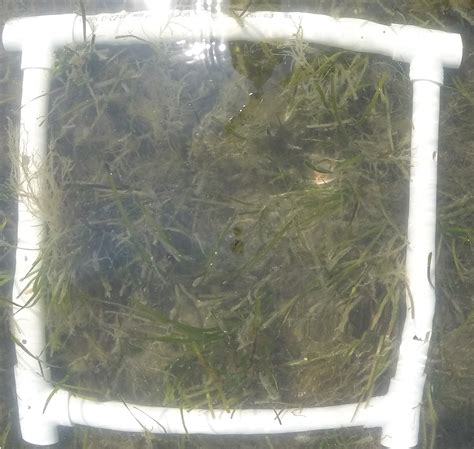 Part IV: Seagrass Habitat | Something Fishy about Estuarine Habitats