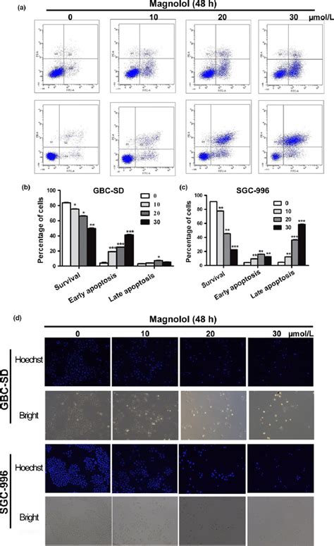 Magnolol Induces Apoptosis In Gallbladder Cancer Gbc Cells A C