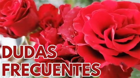 Rosas Y Rosales Cuidados Y Cultivo Dudas Chuyito Jardinero YouTube