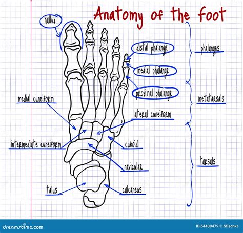 Anatomie Des Os Du Pied Humain Croquis Vecteur M Decine Off