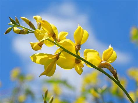 Ginestra Flower - Yellow