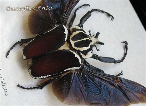 Giant Flying Beetle Goliathus Goliatus Apicalis Entomology Collectible Display- Beetles