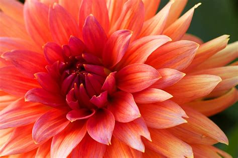 Dahlia Fleur D Oranger Photo Gratuite Sur Pixabay Pixabay