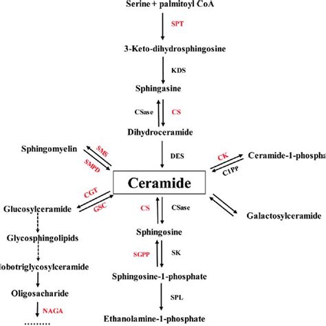 Expression Levels Of 12 Sphingolipid Enzymes In Various Developmental