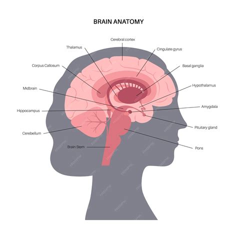 Premium Vector | Human brain anatomy on a white background limbic