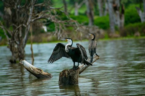 Unforgettable Birding Tour at Lake Naivasha and Hell’s Gate - Klook ...