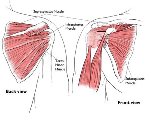 Noninvasive Management of Soft Tissue Disorders of the Shoulder: