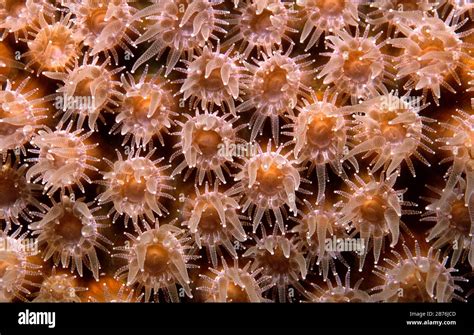 Star Coral Polyps Montastrea Cavernosa Feeding At Night Florida Keys