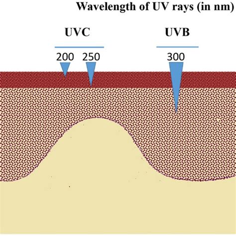 Depth Of Impact Of Ultraviolet Radiations Uva Uvb And Uvc On The