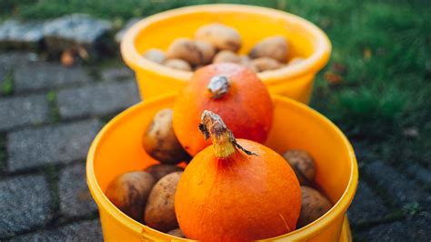 How Many Seeds Are In A Small Pumpkin Up Gardening