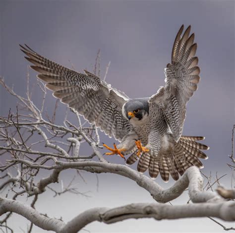 Peregrine Falcon Stock Photos Pictures And Royalty Free Images Istock