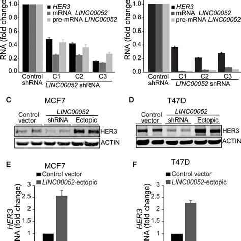 Linc00052 Increases Her3 Expression In Breast Cancer Cells A B