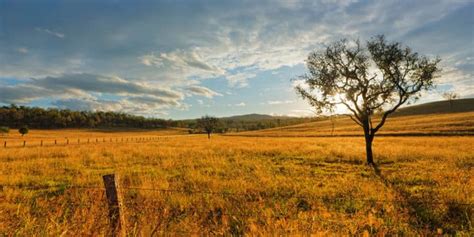 australian land  nature facts      eagle