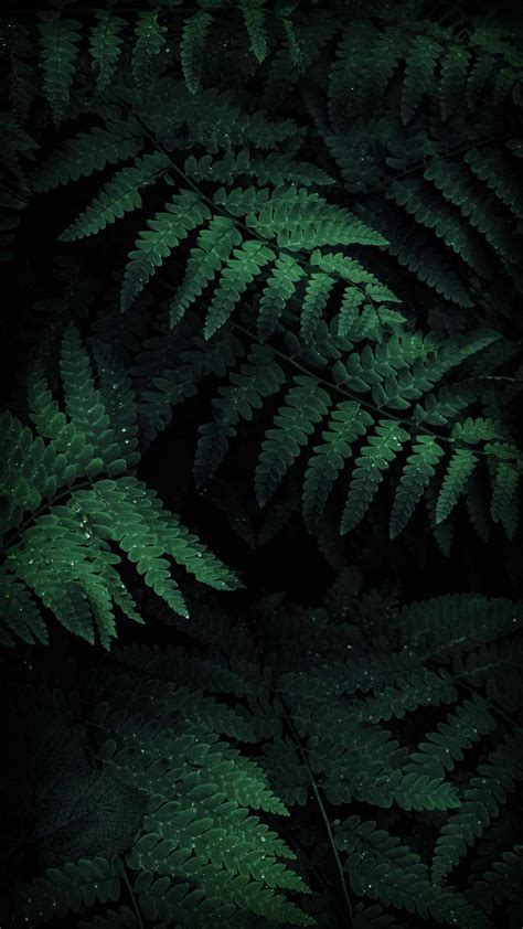 Iphone Dark Green Nature Wallpaper