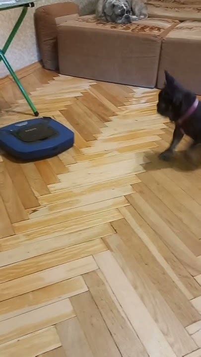 Кумедна Фрея частина 3 #frenchbulldog #приколи #бульдоги #frenchie ...