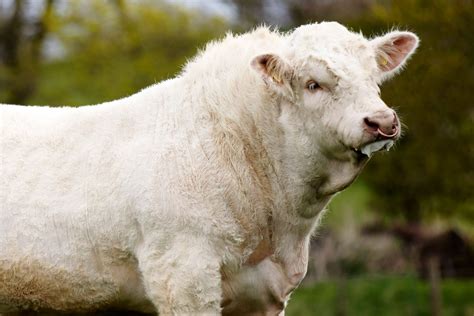 Charolais Bulls For Sale - MacGregor Photography