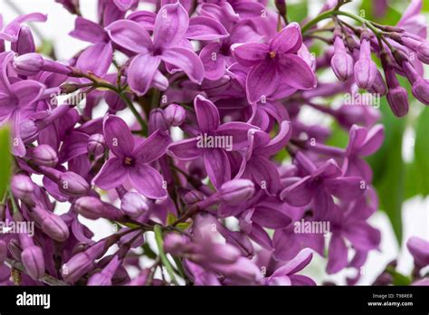 Fresh Cut Purple Lilac Flowers In Clear Glass Vase On White Background