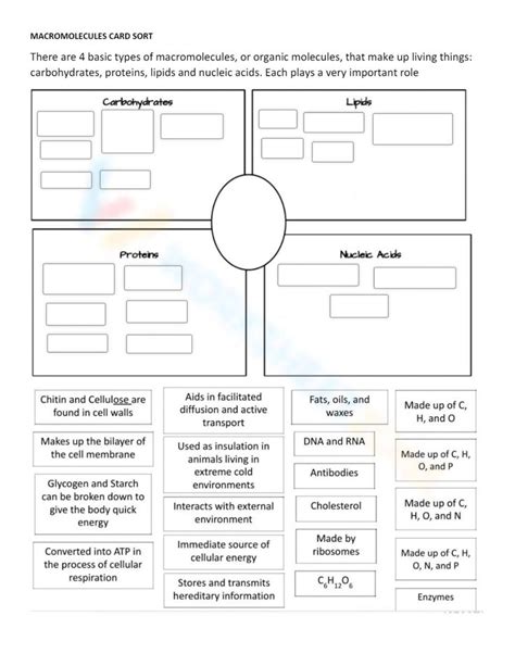 Macromolecules Card Sort Worksheet 