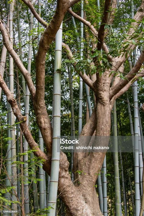 batang pohon  terlihat   terjerat  bambu lurus