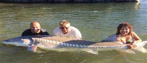 Columbia River Sturgeon Fishing Charters The Best Experience Around